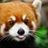 Usuário: panda-vermelho