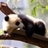 Usuário: Panda_B3ar