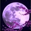 Perfil Moon-Moonlight