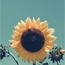 Perfil sunflowerstormi
