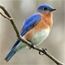 Perfil BlueBird666