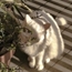 Perfil blanck_cat