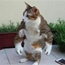 Perfil giga_cat
