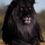 Perfil Black__Lion