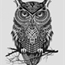 Perfil OwlForever