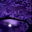 Perfil purplelife
