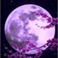 Usuário: Moon-Moonlight
