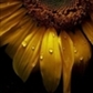 Usuário: Sunflower_Hope