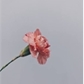 Usuário: carnationspinks