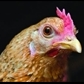 Usuário: galinhaI1982