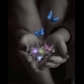 Usuário: borboletas_real