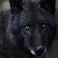 Usuário: Darkthewolf