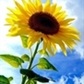 Usuário: sunflower34
