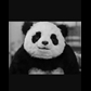 Usuário: panda-picicopat