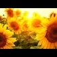 Usuário: sunflower4